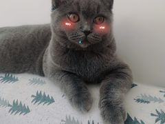 -宠爱国际动物医院· 猫科· 外科·中兽医(长白店)
