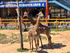 -西霞口神雕山野生动物世界