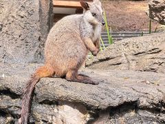 -可伦宾野生动物保护区