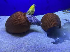 -江和美海洋公园