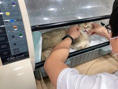 -瑞派宠物医院·CT影像中心·猫友好医院(奥城店)