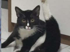 -瑞派动物医院·猫专科·至诚(江南中分院)