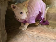 -more than meow吴止猫主题餐厅(承德 中船汇店)