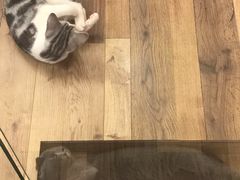 -袖虎·猫馆(体育西路店)
