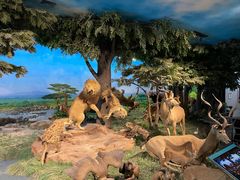 -国家自然博物馆