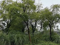 -梁鸿国家湿地公园