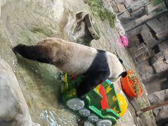 -栾川竹海野生动物园