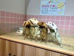 -Moni星球萌宠·小马宝莉·灵蛇·高端高阶全萌宠互动体验俱乐部(红豆国际广场店)