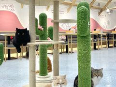 大堂-喵园·猫主题咖啡厅·撸猫·猫咖(国贸店)