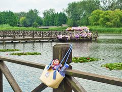 -溱湖国家湿地公园