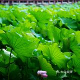 华岩寺的荷花开了