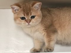 -东方名猫馆·英短金渐层布偶猫舍(环线广场1号楼店)