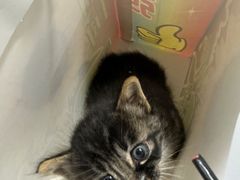 -爱牧宠物医院·猫专科·骨科·内窥镜(甪直店)