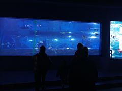 -重庆欢乐海底世界