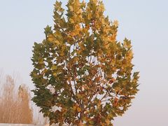 -林栖谷森林康养度假区