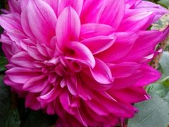 android_upload_pic-桂林市花鸟市场