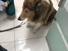-利又安动物医院··老年病·猫科犬科·中兽医