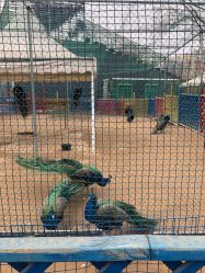 -萌宠亲子动物乐园(槐房万达店)