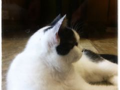 -猫咪博物馆(顶澳仔猫街店)