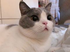 -东方名猫馆·英短金渐层布偶猫舍(环线广场1号楼店)