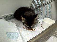 -瑞派·关忠动物医院·猫专科·犬专科(三环新城店)