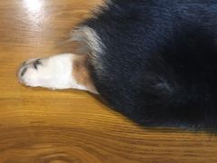 -萌喵宠狗爱心宠咖