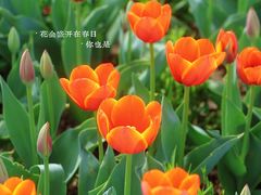 -荷兰花海