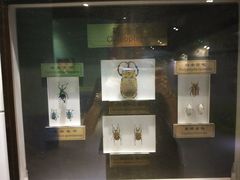 -上海昆虫博物馆