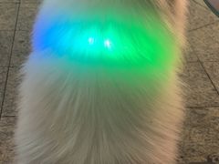 -艾贝尔宠物医院·狂犬免疫点(江山金象城店)