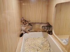 -屋虎猫馆(宝安大仟里店)