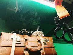 -猫咪博物馆(顶澳仔猫街店)