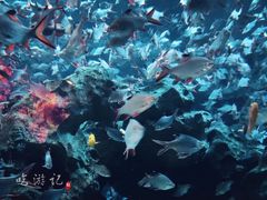 -成都浩海立方海洋公园