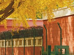 -三里屯东五街银杏大道