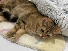 -COLOR PETS 撸猫馆·购猫·猫咖(长风大悦城店)