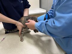 -顺强宠物诊所·狂犬免疫·夜诊·骨科(嘉定店)