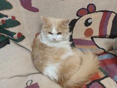 -唐小姐の私宠·宠物洗护美容·撸猫馆·购宠(周浦万达旗舰店)