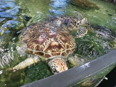 -江和美海洋公园