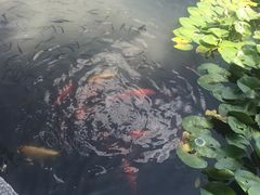 -西湖外事游船(花港观鱼码头)