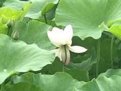 -莱西月湖公园