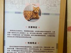 -猫小院猫主题咖啡厅(北锣店)
