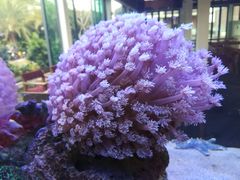 -芽庄MP泰式海鲜海景餐厅