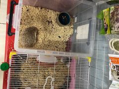 -钓仓鼠(洋桥北里小区店)