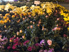 -龙环葡韵住宅式博物馆