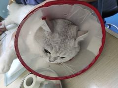 -佳怡动物医院·平价24小时·猫专科骨外科