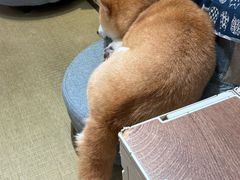 -逗柴咖啡屋·狗咖猫咖宠物桌游