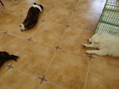 -Let's go狗咖·猫咖·奶狗·桌游(春熙路IFS店)