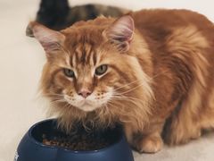 -藏猫猫咖啡主题馆(中央大道店)