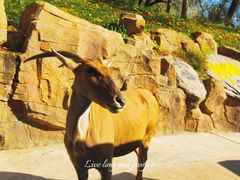 -北京野生动物园