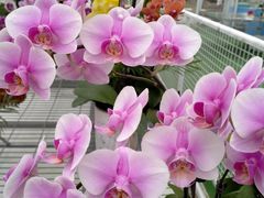 -兰陵国家农业公园