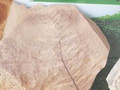 -中国第四纪冰川遗迹陈列馆